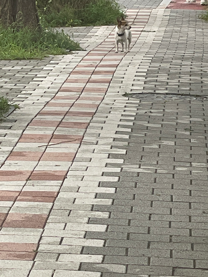 강아지 잃어버리신분 있나요ㅠ 썸네일