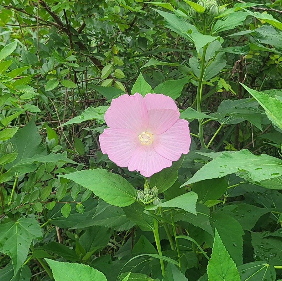 마포대교 인근을 걷다가 썸네일