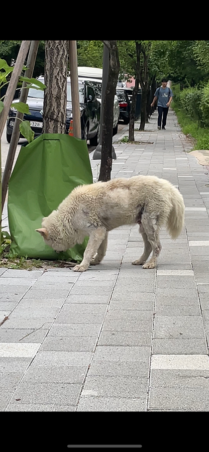 강아지 주인을 찾습니다 썸네일