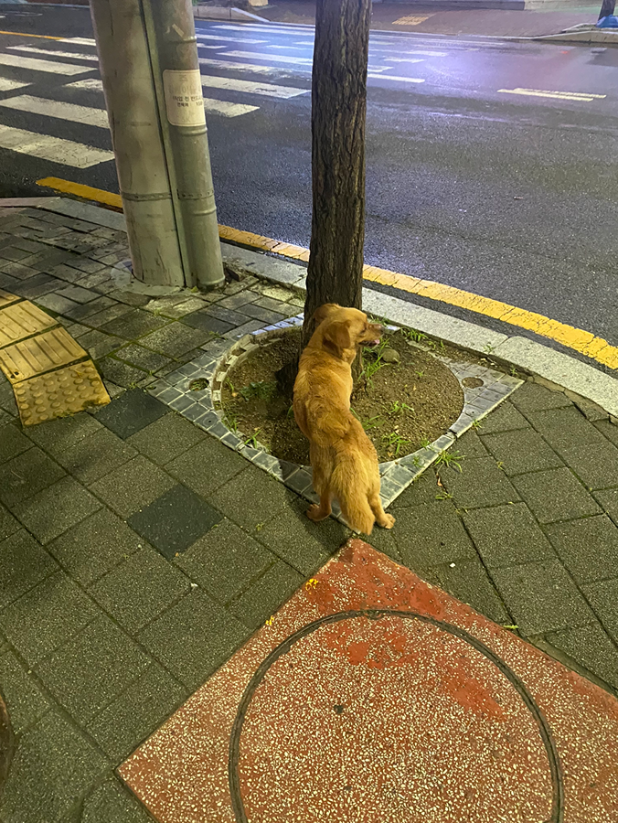 봉선동 주인잃은 강아지 썸네일