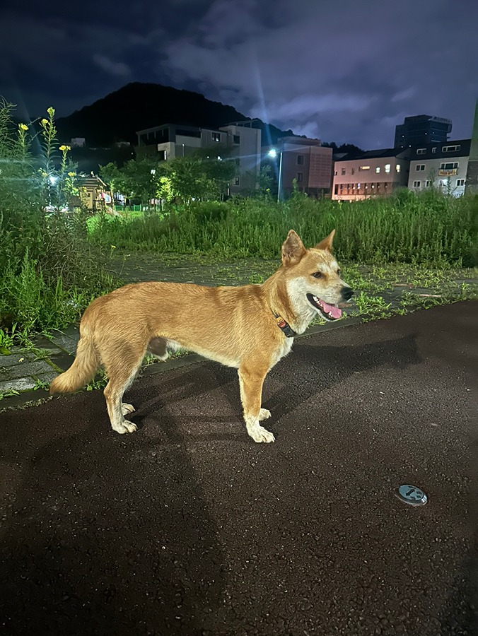 강아지가 길에서 썸네일