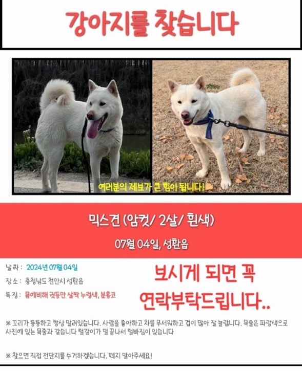 🆘️ 강아지를 찾습니다 🆘️ 썸네일