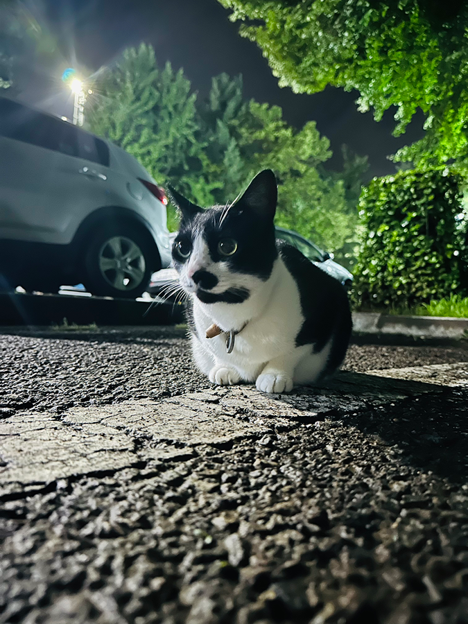 [실종?] 과천 8단지 고양이 잃어버리신건가요? 썸네일