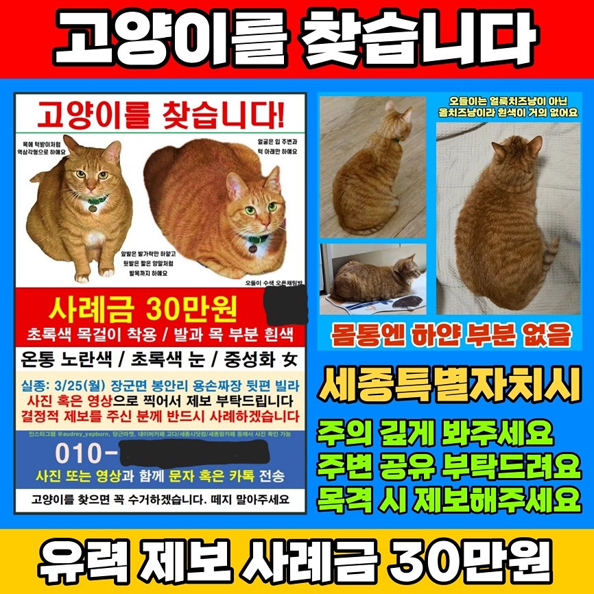 🌈자료 포함한 유력 제보 30만원 사례��🌈고양이 찾아요 썸네일