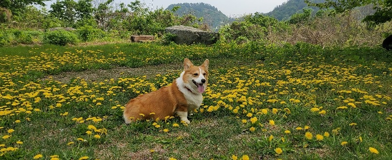 강아지를 찾습니다 썸네일