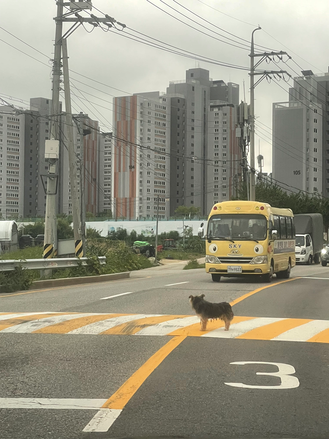 강아지 잃어버리신분  썸네일