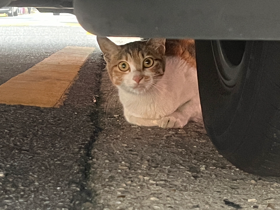 갈현2동 고양이 썸네일