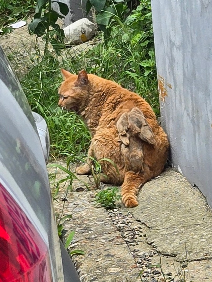 고양이 상태 좀 봐주세요 제발(수정-사진추가) 썸네일