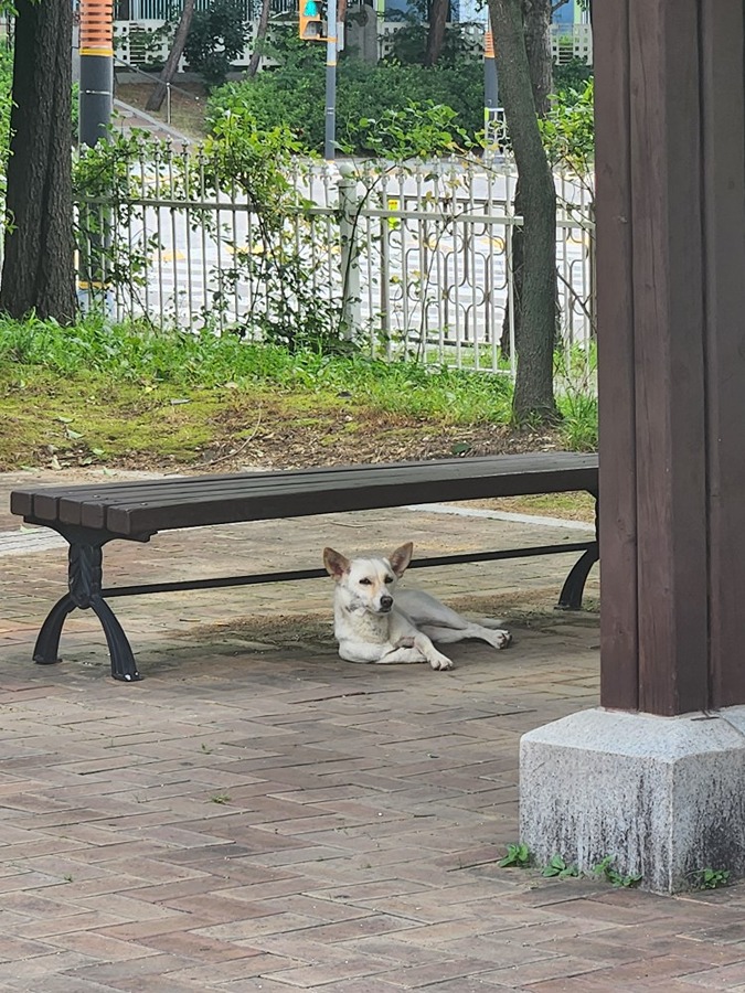 흰색 강아지 썸네일