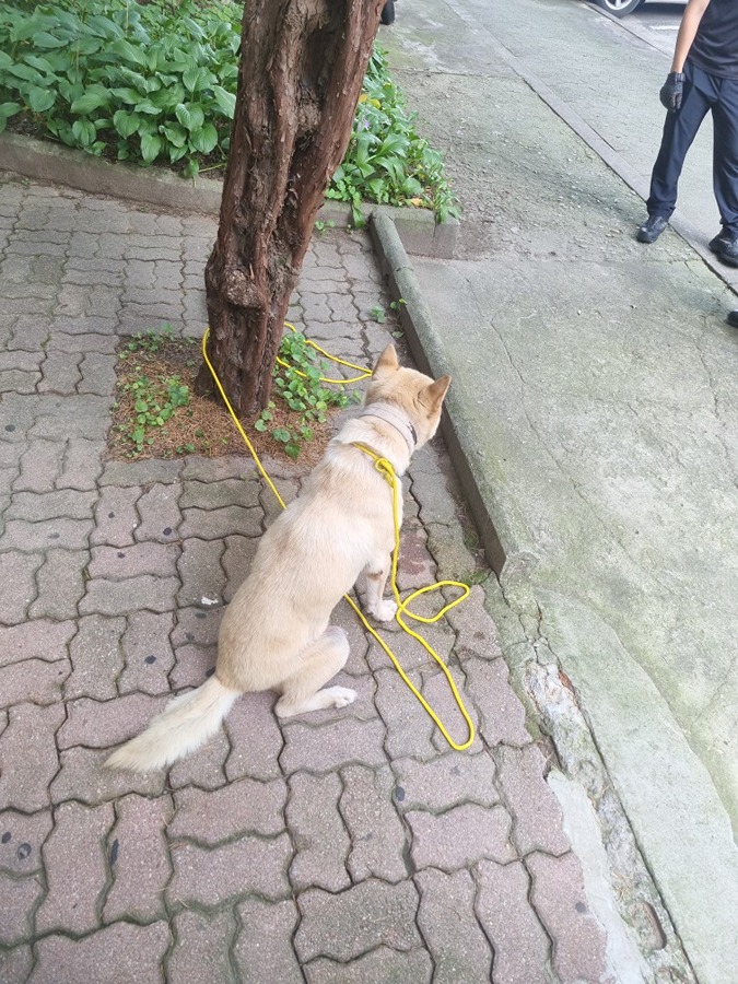 강쥐 찾아가세요 썸네일