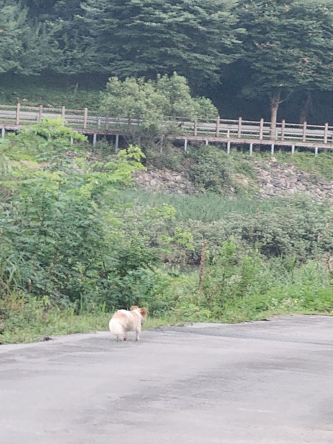 개주인 찾습니다.  썸네일