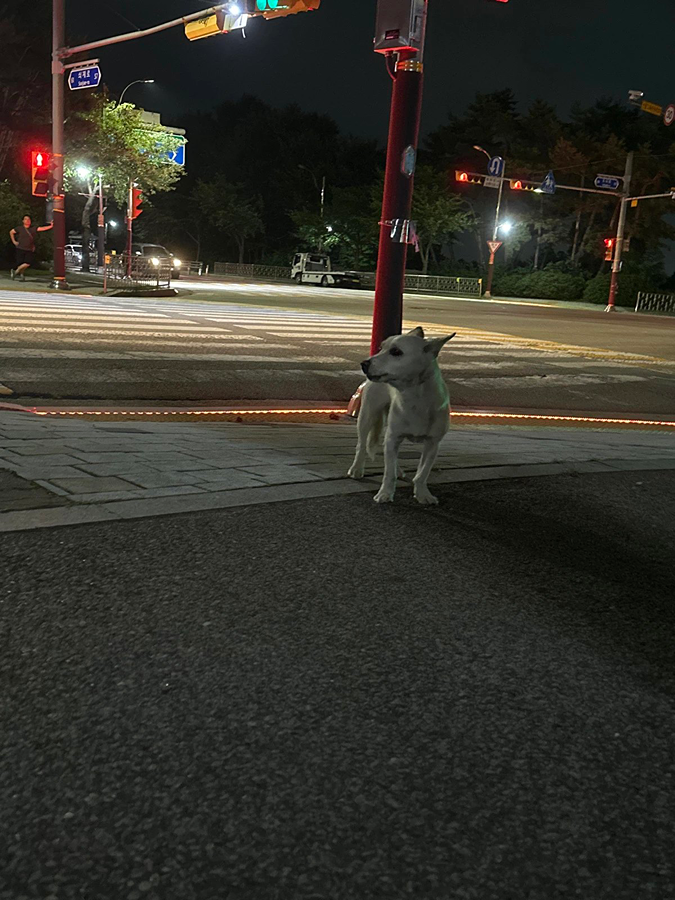 중앙도서관 근처 강아지 잃어버리신 분 계신가요? 썸네일