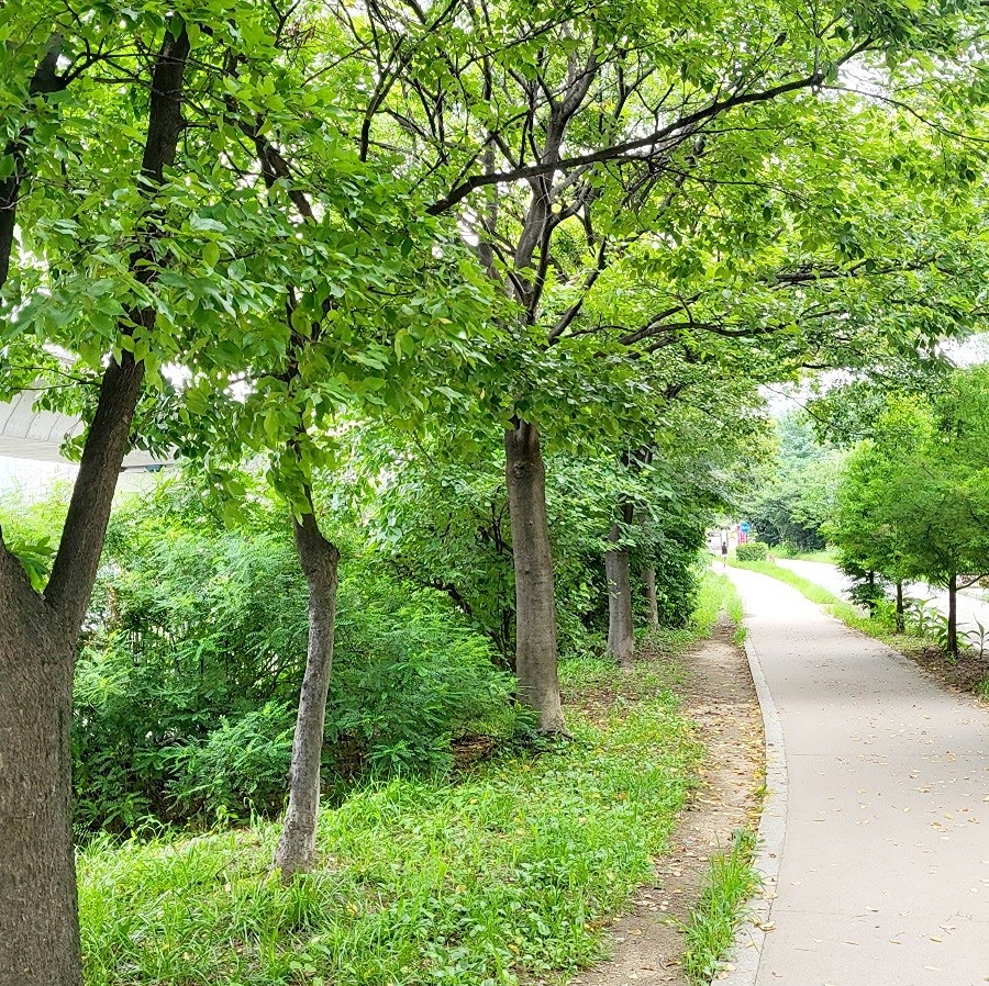 더운 날씨 한강을 산책해요 썸네일