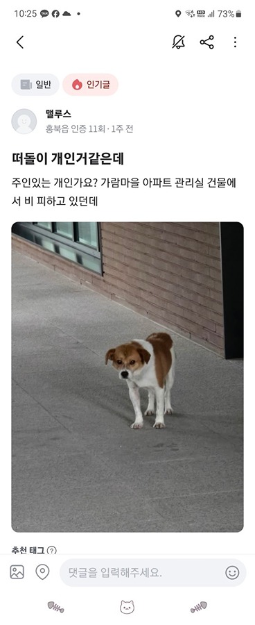 내포 근처 주황색 바둑이 강아지 찾습니다 썸네일