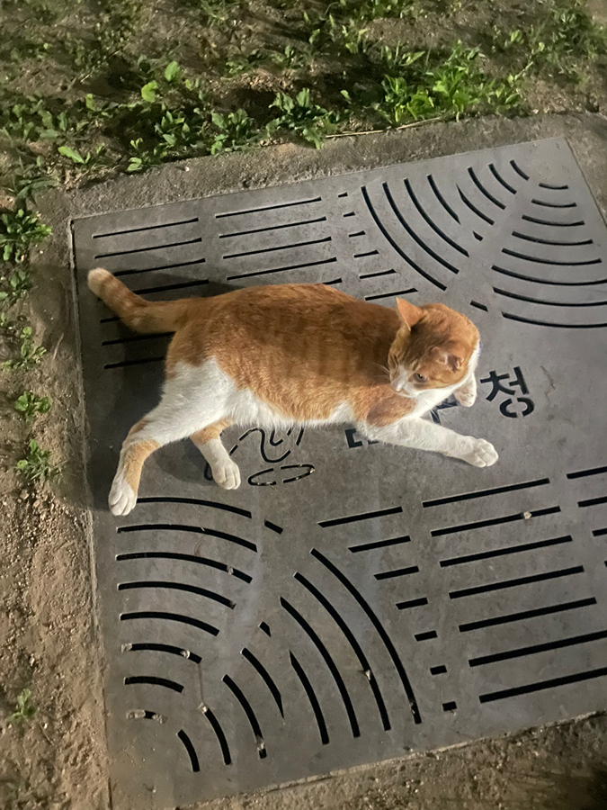 옥동 레포츠공원 고양이 썸네일