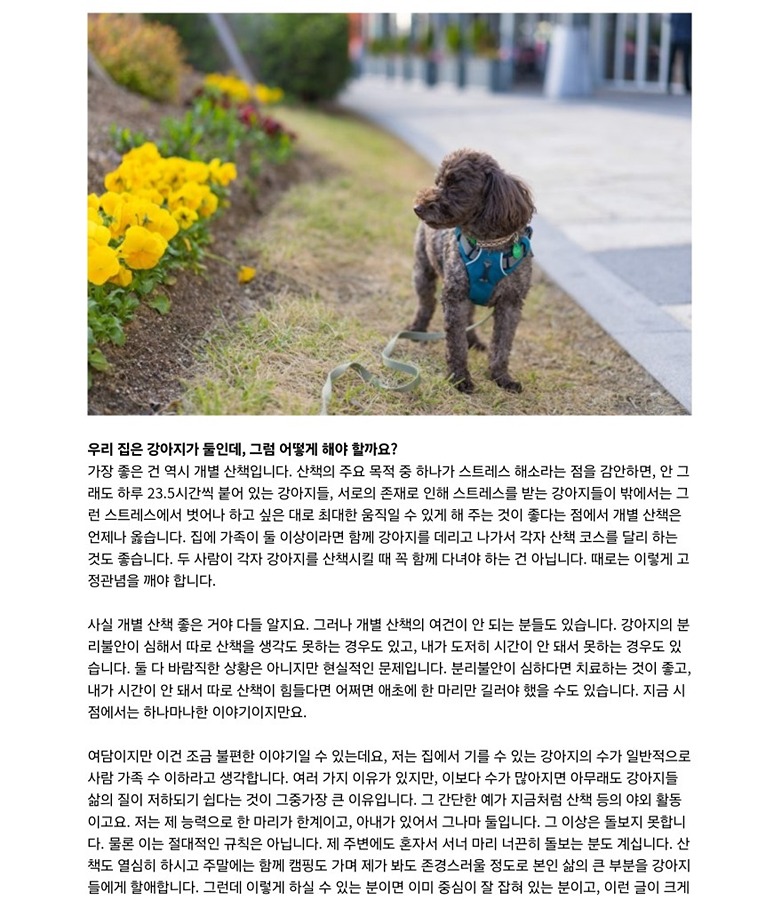 개산책 잘 시키세요 양심지키세요 썸네일