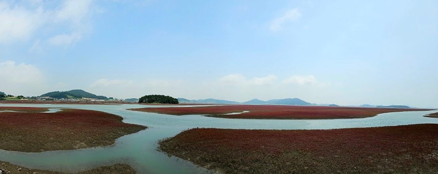 바다가 식물~~~칠면초와  바다 썸네일