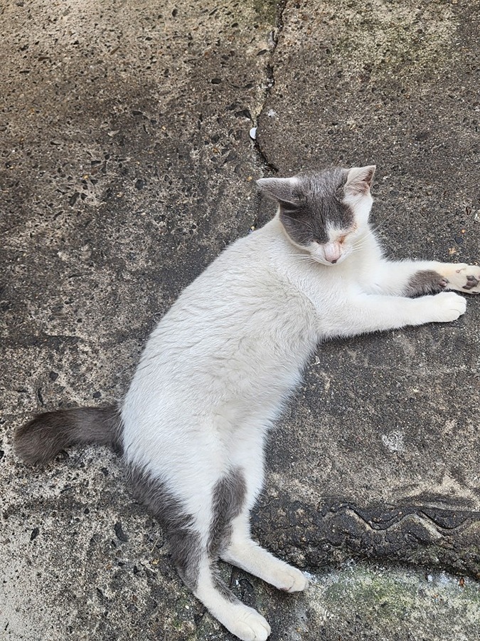 고양이 입양해주실분 있으실까요? 썸네일