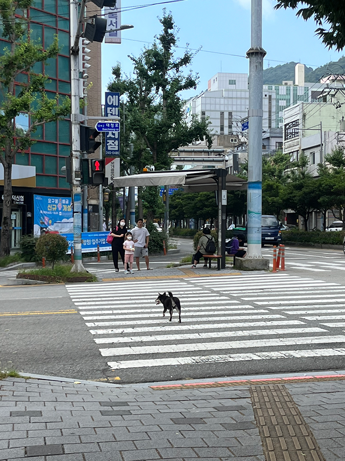 동아대 부민캠 시바견 썸네일