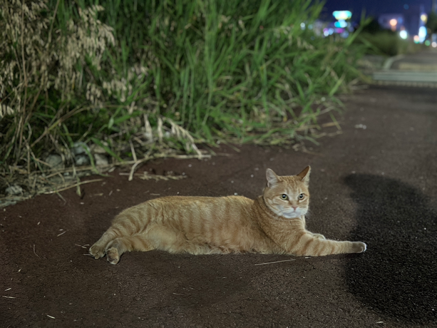 고양이(김과장) 잘 귀가했습니다☺️ 썸네일