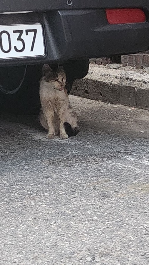 고양이 너무아파보여요ㅠㅠ 구조해줄분없나요 썸네일