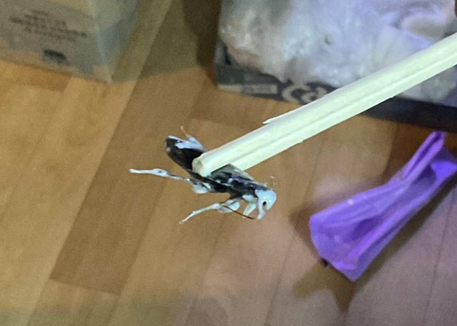 이거 바퀴벌레인가요? 썸네일