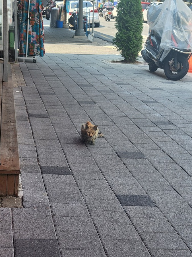 주위에서 이놈 보시면 먹을것좀 주세요 썸네일