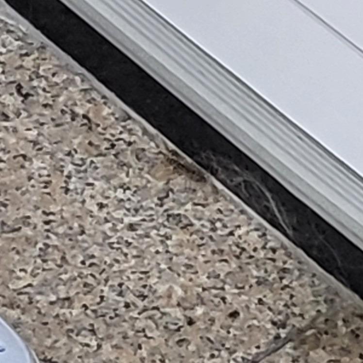 돈벌레가 나타났다 썸네일