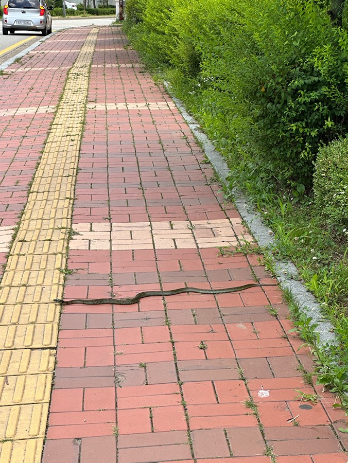 이 뱀 독 있는 걸까요? 썸네일