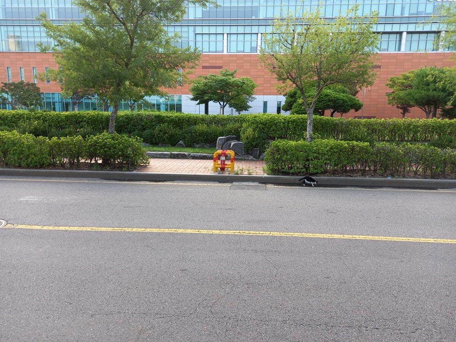 인천 연수구 송도동에 위치한 셀트리온공장 부근 삼거리쯤에 다리 저는 길고양이를 발견했어요 썸네일