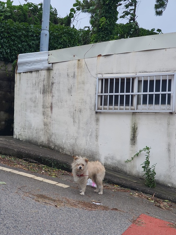 감만동 목줄 강아지 주인이 있는걸까요? 썸네일