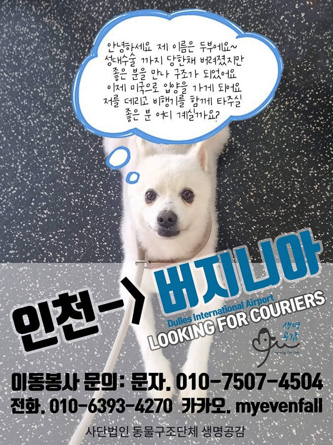 8월에 미국 버지니아가시면서 유기견 이동봉사하실분 계신가요? 썸네일