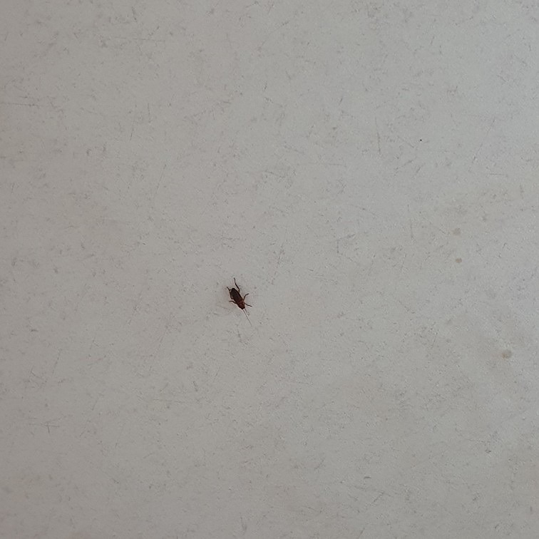 이벌레뭐죠?!!(벌레사진 주의ㅠㅠ) 썸네일