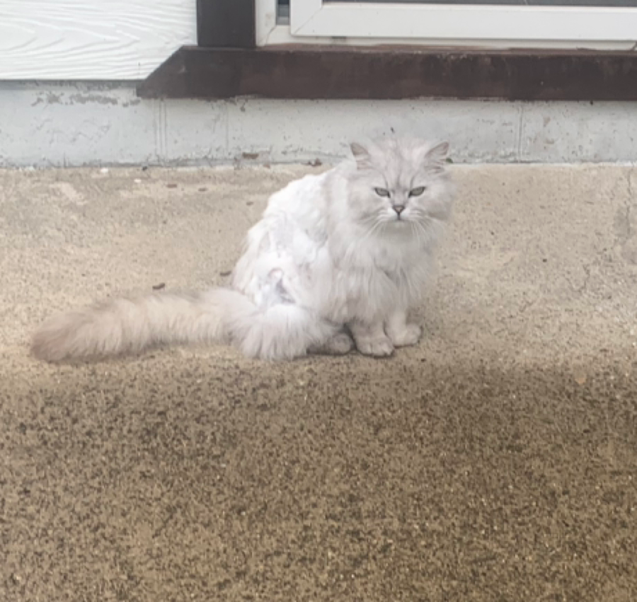 달전밀면 근처 은색 고양이 찾아요 썸네일