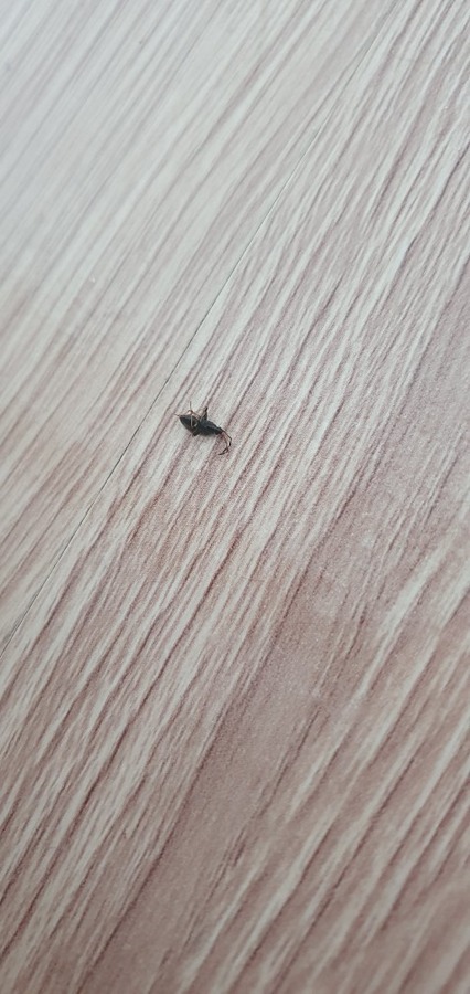이거 혹시 바퀴벌레인가요..??? 썸네일