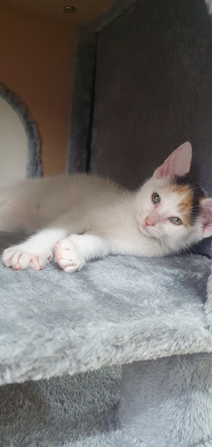 고양이 구월동 모래네 시장 근처에서  썸네일