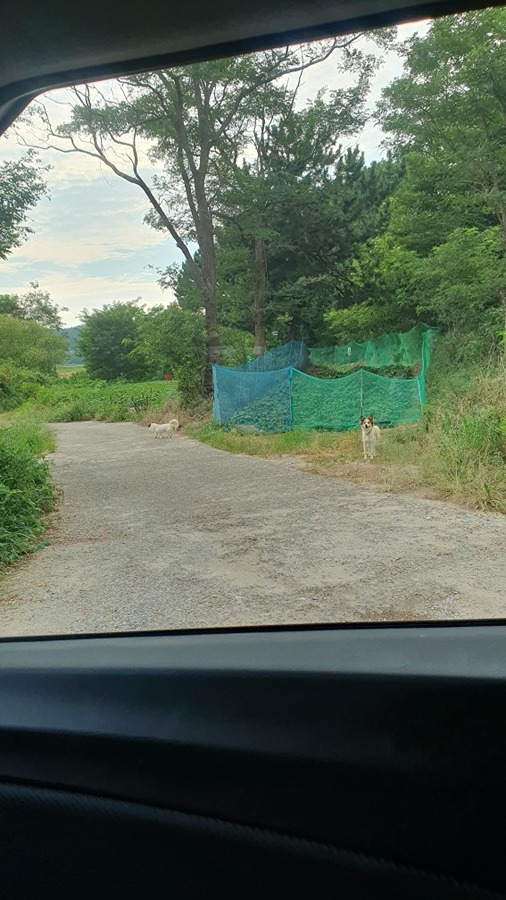 선녀바위 해수욕장 을왕리 강아지 멍뭉이 개 실종 2마리 실종 하신분있나요? 썸네일