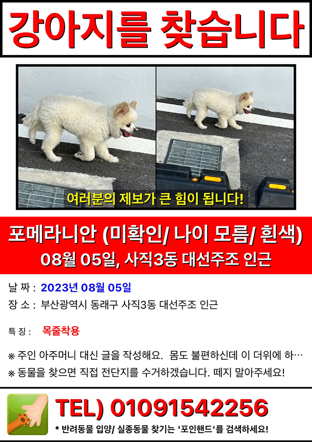흰색 포메라니안 강아지 찾습니다! 썸네일