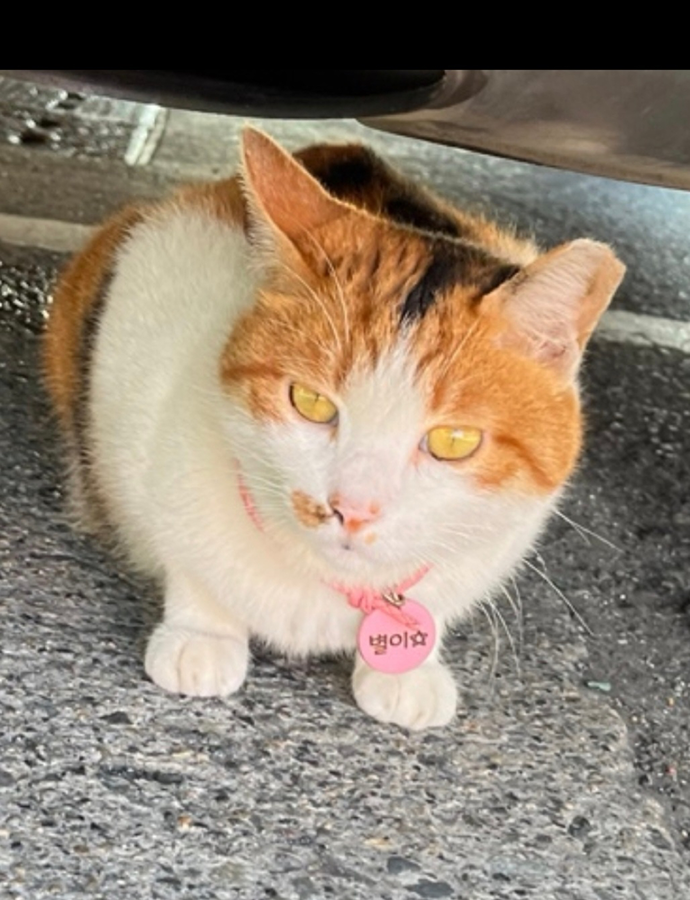 고양이 찾습니다 썸네일