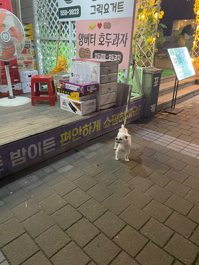 강아지주인..? 썸네일
