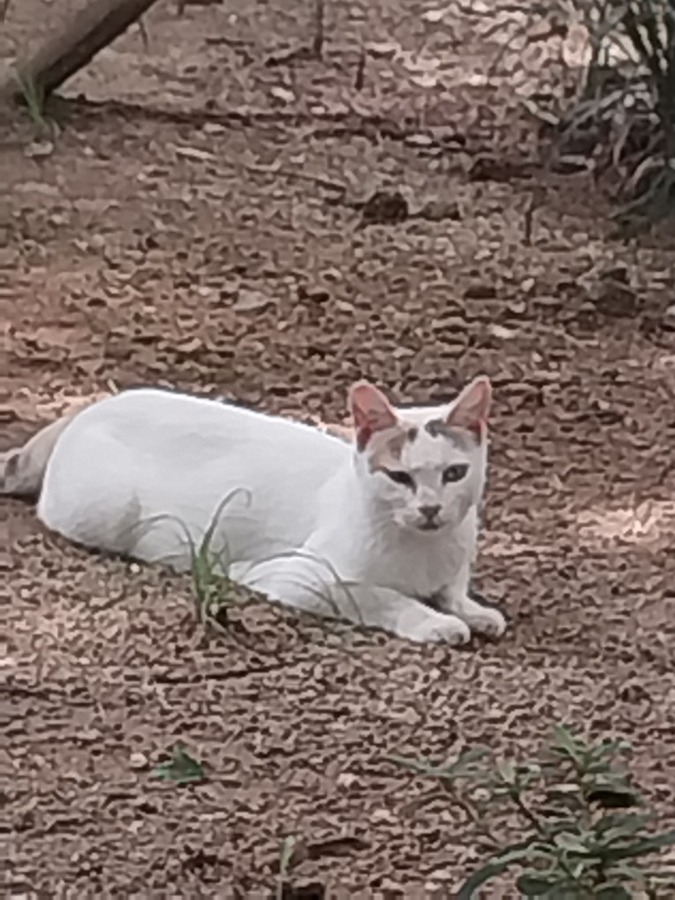 아이파크 1차에 있는 냥이 썸네일