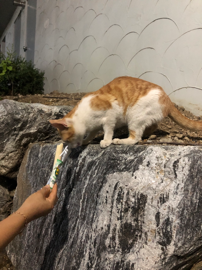 집고양이 같은 치즈냥이가 노인정 앞에 있습니다 썸네일