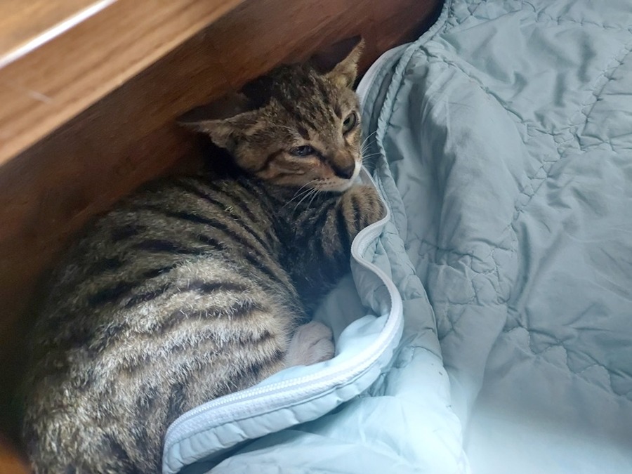 길냥이 구조 및 병원 썸네일