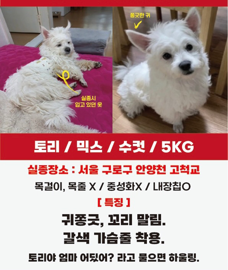 반려동물을 찾습니다 썸네일