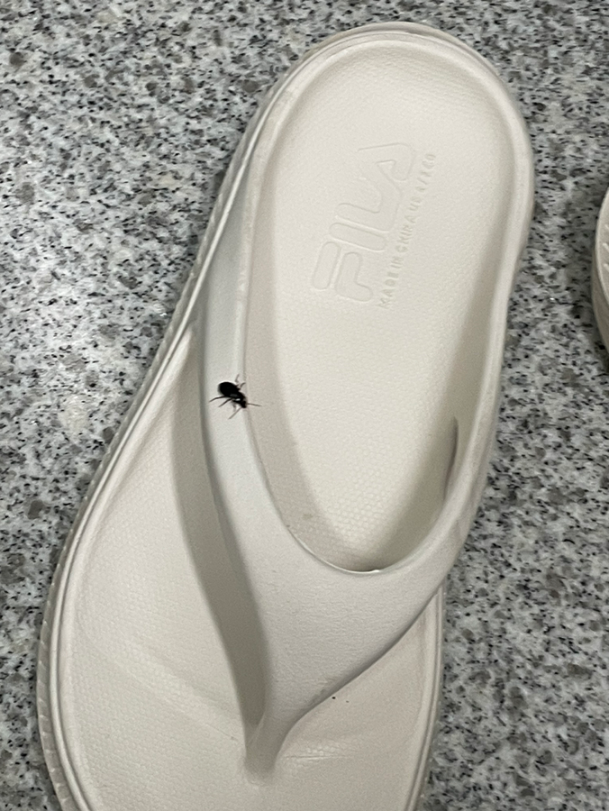 [사진주의] 이거 바퀴벌레일까요.. 썸네일